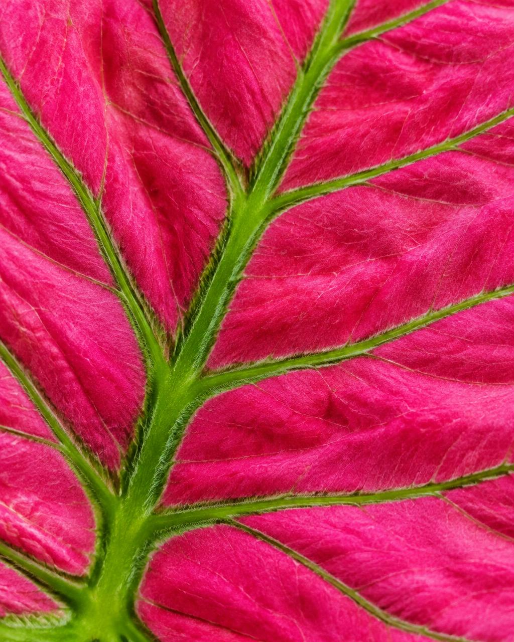 Rosa blad med grønne ribber